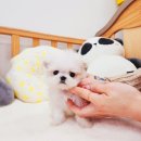 나눔펫 책임분양소 강아지분양 김포점 이미지