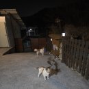해피펜션 | 통영반려동물 동반가능 독채펜션 창포해피랑 숙박후기