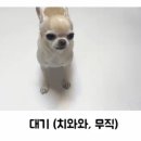서당개 이미지