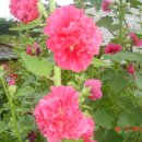 다래펜션 이미지