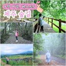 9월제주여행 제주숲길 베스트 5 추석연휴 가볼만한 곳