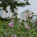 논현무궁화공원 네이버블로그
