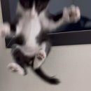 목동찬동물의료센터 | 새로운 가족을 소개합니다🤵‍♂️🐱💕