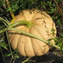 춘천농장 이미지