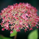 안나벨라 이미지