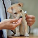 이산동물의료센터 이미지