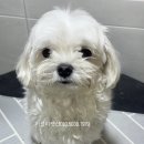 러블리펫샵 이미지