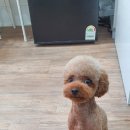 스담멍스 이미지