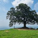 임천초등학교 | 부여10경, 성흥산 가림성 느티나무(사랑나무)