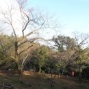 제주 봉개동 왕벚나무 자생지 이미지