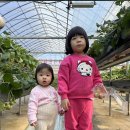 속초응골딸기Lab | [육아] 응골딸기 아이와 함께 솔직 후기