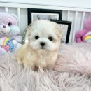 몽몽아 강아지분양 남양주본점 이미지