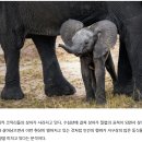 [끼리끼리 코끼리] 친구 다양성 돌봄 그림책 수업 활동 후기