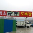 제천염소도축장 이미지