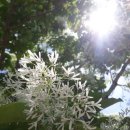 가호동4 이미지