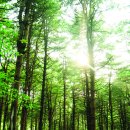 더포레스트 이미지