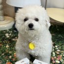 애니펫 | 비숑 강아지입냄새제거 추천템 애니펫워터 급여후기