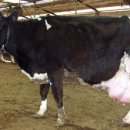 현웅목장 이미지