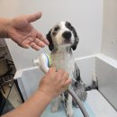 개중목욕탕 이미지