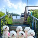 콩밭매는 강아지 이미지