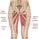 펜타핏 이미지