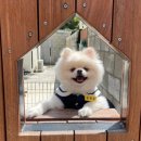 들어오시개 | [충남 당진]애견독채펜션 "파머스데이" 방문 후기