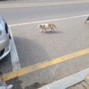 멍꼬발랄 이미지