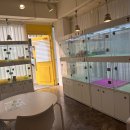 펫퍼스트24시 서울송파점 강아지고양이분양말티푸말티즈푸들 이미지