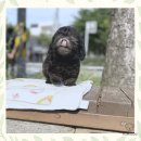 강남 요미독앤캣 강아지 분양 고양이 분양 | 은평강아지분양 완전 득템한 후기! 대박 싸다구~