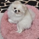 그루비펫 이미지