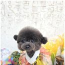 메리몰펫샵 이미지