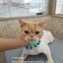 이개 내고양이 이미지