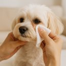 하얀강아지 이미지