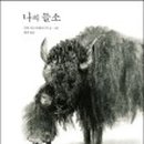 들소 이미지