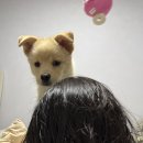 이원면사무소 | [후기] 옥천 반려동물 놀이터