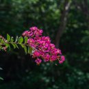 광양백운산서울대학술림고로쇠 | 백운산 자락 깊은 곳에서 만난 고찰, 광양 중흥사