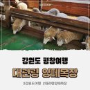 대관령목장 | 강원도 평창여행 추천코스 대관령 양떼목장 다녀온 후기