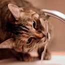 정수동물병원 이미지