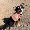 생각지도 못한 용도로 대박난 룰루레몬 가방 이미지