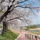 하천(갑천) | 대전 벚꽃 명소 가볼 만한 곳 갑천 탑립돌보 탐조대 갑천 4월 현황