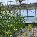 한백농장 이미지