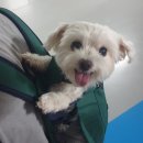 우리동네 펫 이미지