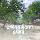 알프스산장 | 동상계곡 알프스산장 평상대여 솔직후기...