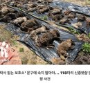 개소리펫샵 | 강아지 분양사기 신종수법 (무료분양, 연계병원, 책임분양)