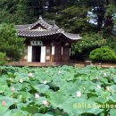 정자문화 이미지