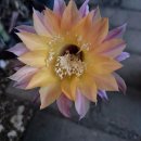 수원-0943 이미지