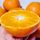 미자농장 | 레드향 제철 과일 추천 제주도 산지직송 가정용 2kg 내돈내산