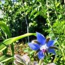 다육꽃세상 이미지