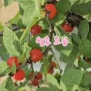앵두청과 이미지