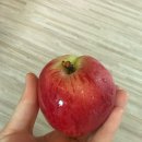 원스타구내식당 | [6월] 계절을 기다리는 마음 : 소소하지만 아주 확실한 행복!